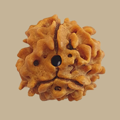 3 Mukhi Rudraksha