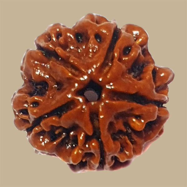 5-mukhi-rudraksha-cat-image-1-600x600